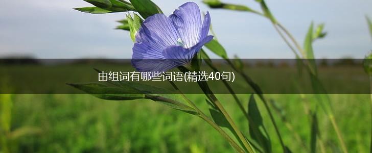 由组词有哪些词语(精选40句),第1张