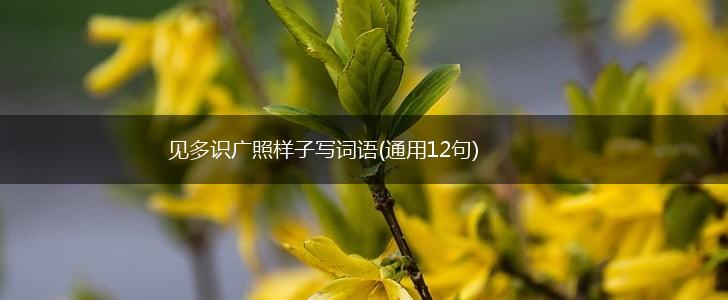 见多识广照样子写词语(通用12句),第1张