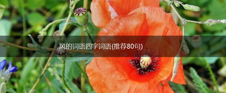 风的词语四字词语(推荐80句),第1张