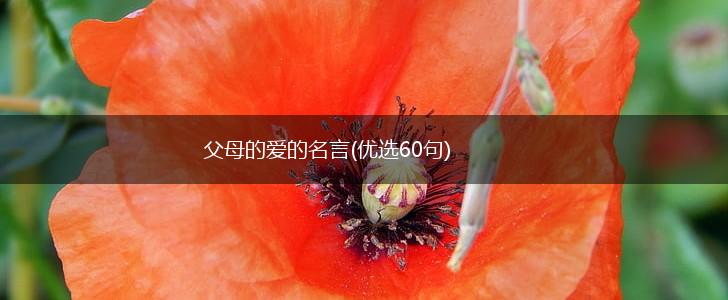 父母的爱的名言(优选60句),第1张