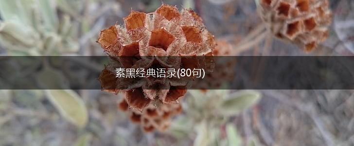 素黑经典语录(80句),第1张