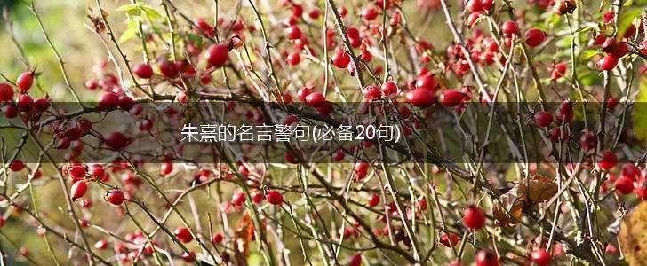 朱熹的名言警句(必备20句),第1张