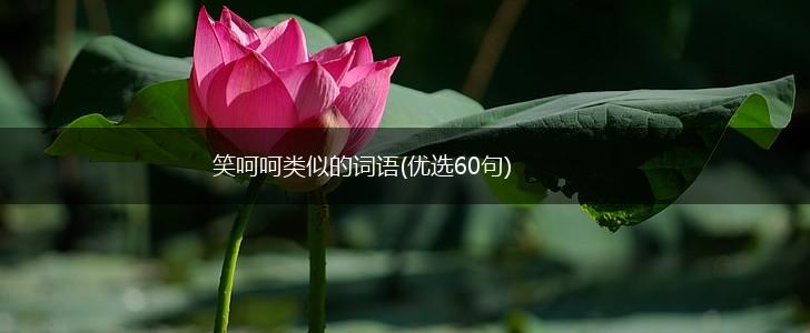 笑呵呵类似的词语(优选60句),第1张