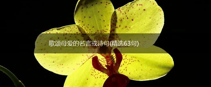歌颂母爱的名言或诗句(精选63句),第1张