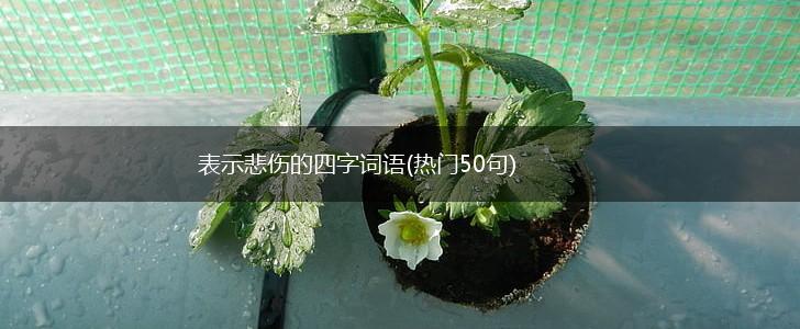 表示悲伤的四字词语(热门50句),第1张