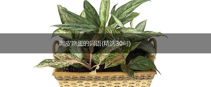 调皮捣蛋的词语(精选30句),第1张