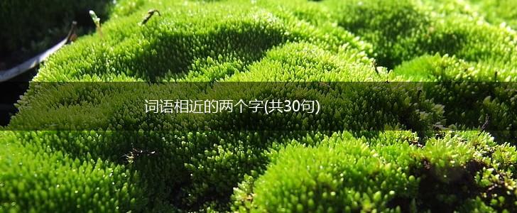 词语相近的两个字(共30句),第1张