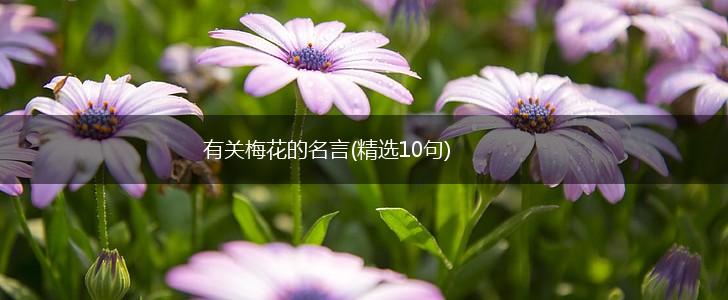 有关梅花的名言(精选10句),第1张