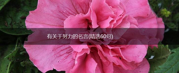 有关于努力的名言(精选60句),第1张