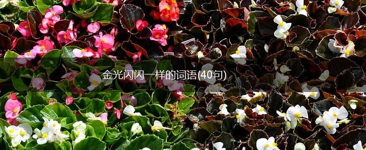 金光闪闪一样的词语(40句),第1张