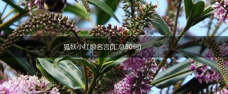 狐妖小红娘名言(汇总80句),第1张