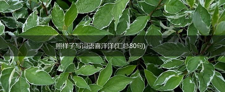 照样子写词语喜洋洋(汇总80句),第1张