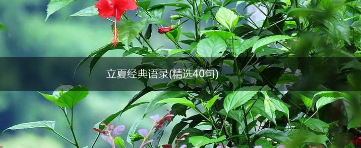 立夏经典语录(精选40句),第1张