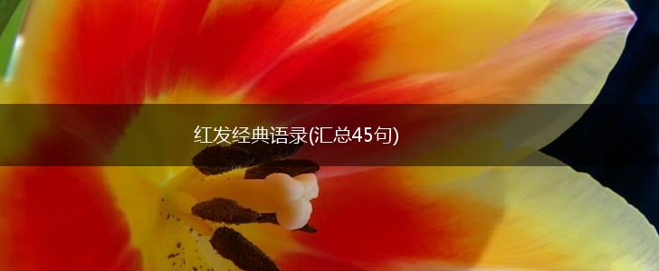 红发经典语录(汇总45句),第1张