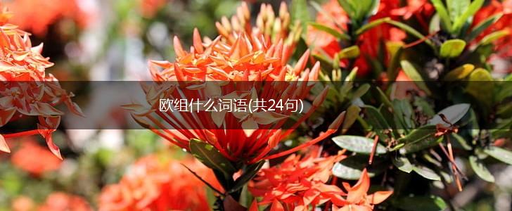 欧组什么词语(共24句),第1张