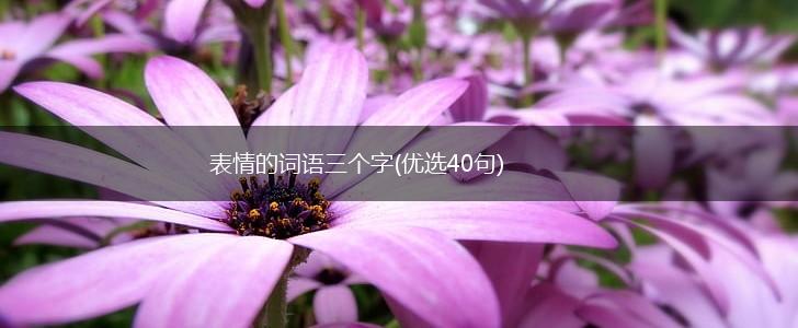 表情的词语三个字(优选40句),第1张