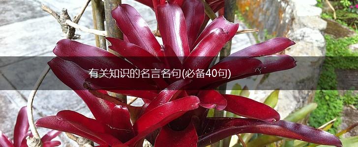 有关知识的名言名句(必备40句),第1张