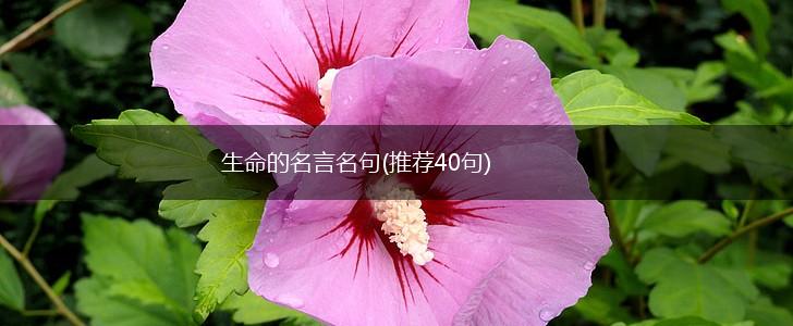 生命的名言名句(推荐40句),第1张 生命的名言名句(推荐40句),第1张