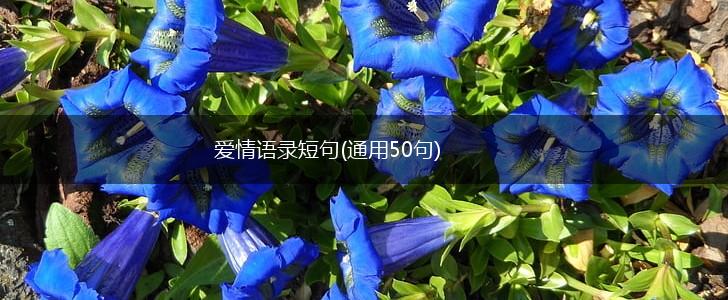 爱情语录短句(通用50句),第1张