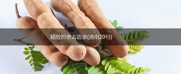 精致的老去语录(通用20句),第1张