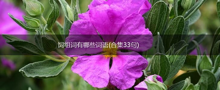 饲组词有哪些词语(合集33句),第1张