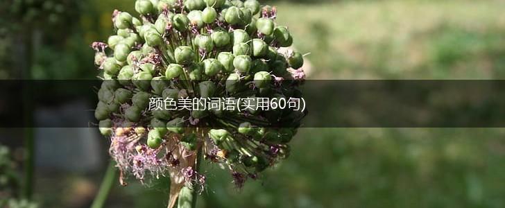 颜色美的词语(实用60句),第1张