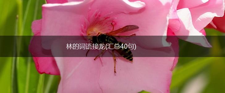 林的词语接龙(汇总40句),第1张