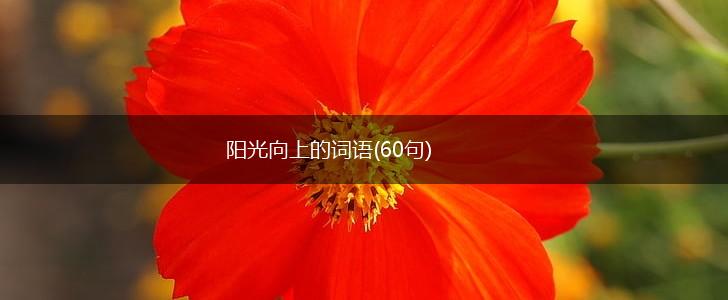 阳光向上的词语(60句),第1张