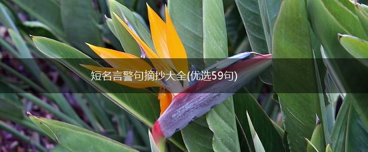 短名言警句摘抄大全(优选59句),第1张