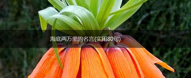 海底两万里的名言(实用80句),第1张 海底两万里的名言(实用80句),第1张