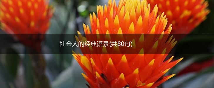 社会人的经典语录(共80句),第1张