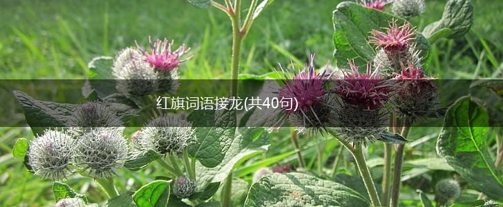 红旗词语接龙(共40句),第1张