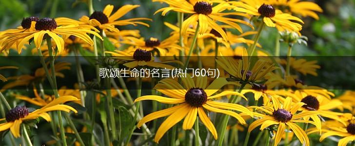 歌颂生命的名言(热门60句),第1张