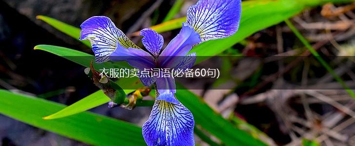 衣服的卖点词语(必备60句),第1张