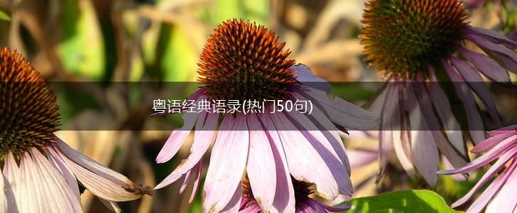 粤语经典语录(热门50句),第1张