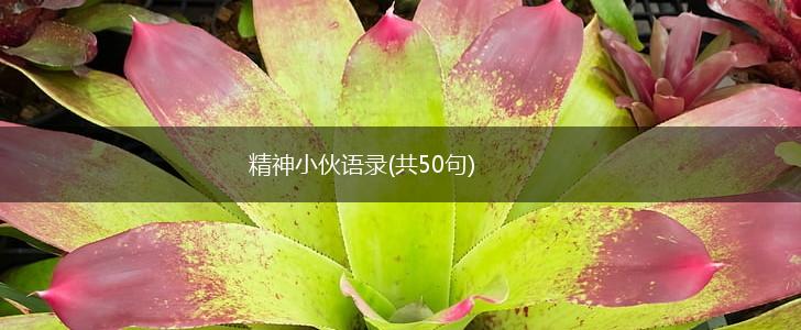 精神小伙语录(共50句),第1张