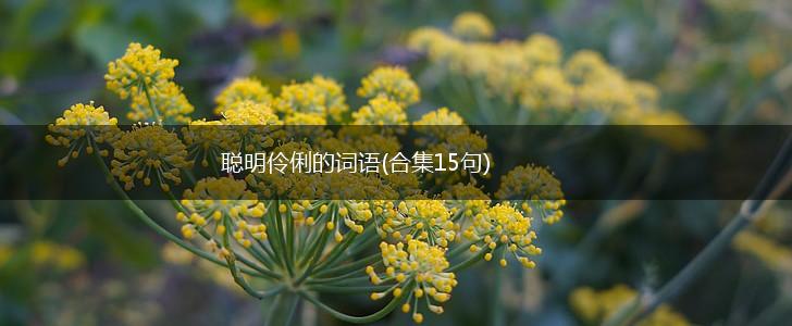 聪明伶俐的词语(合集15句),第1张