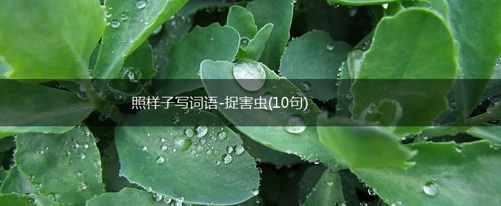 照样子写词语-捉害虫(10句),第1张