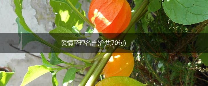 爱情至理名言(合集70句),第1张
