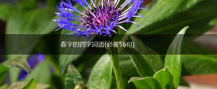 春字的四字词语(必备56句),第1张