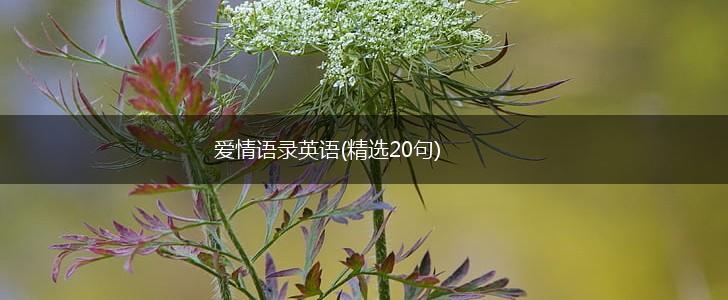 爱情语录英语(精选20句),第1张