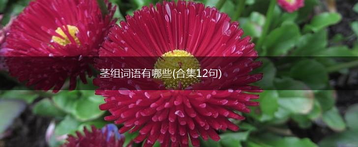 茎组词语有哪些(合集12句),第1张 茎组词语有哪些(合集12句),第1张