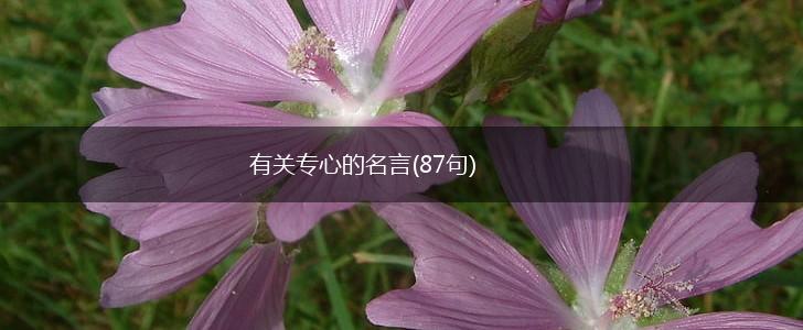 有关专心的名言(87句),第1张