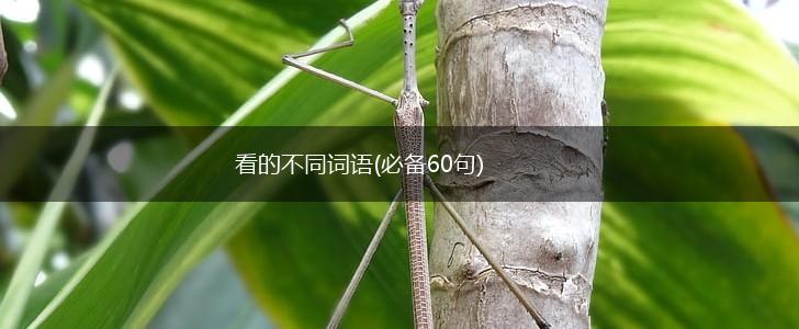 看的不同词语(必备60句),第1张