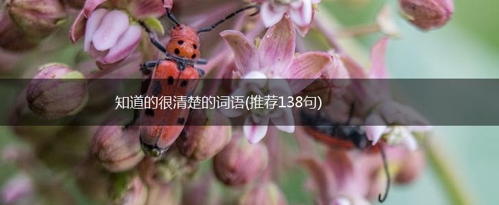 知道的很清楚的词语(推荐138句),第1张