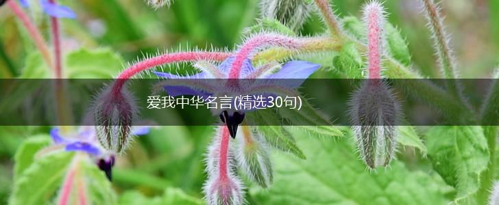 爱我中华名言(精选30句),第1张