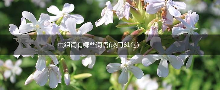 虫组词有哪些词语(热门61句),第1张