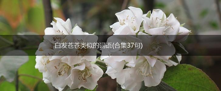 白发苍苍类似的词语(合集37句),第1张 白发苍苍类似的词语(合集37句),第1张