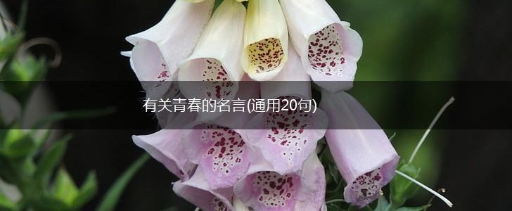 有关青春的名言(通用20句),第1张