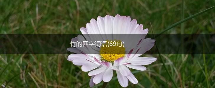 竹的四字词语(69句),第1张 竹的四字词语(69句),第1张